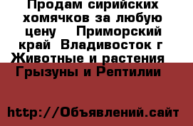 Продам сирийских хомячков за любую цену. - Приморский край, Владивосток г. Животные и растения » Грызуны и Рептилии   